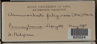 Image Associated With the Occurence